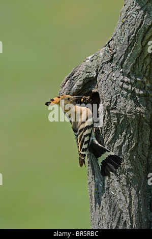 Europäische Wiedehopf (Upupa Epops) liegt am Eingang zum nest mit Nahrung, Bulgarien Stockfoto