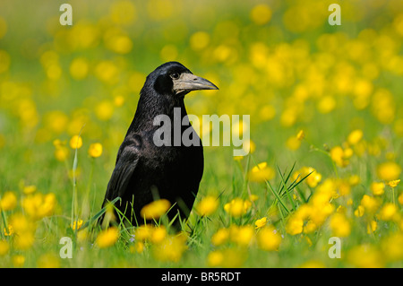 Turm (Corvus Frugilegus) stehen auf dem Boden unter Butterblumen, Oxfordshire, Vereinigtes Königreich. Stockfoto