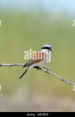 Neuntöter (Lanius Collurio) männlichen thront auf Zweig, Bulgarien Stockfoto