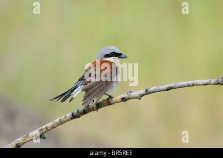 Neuntöter (Lanius Collurio) männlichen thront auf Zweig mit nassen Federn, Bulgarien Stockfoto