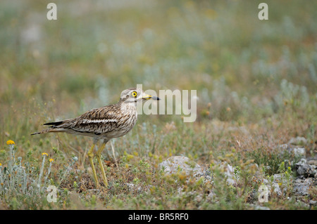 Stein-Brachvogel (Burhinus Oedicnemus) stehen auf unebenem Gelände, Bulgarien Stockfoto