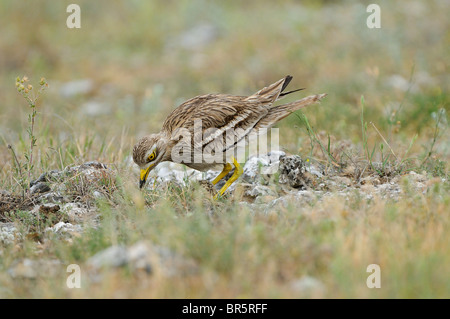 Stein-Brachvogel (Burhinus Oedicnemus) stehen über dem Nest, drehen Eiern, Bulgarien Stockfoto