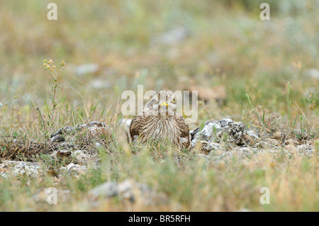 Stein-Brachvogel (Burhinus Oedicnemus) am Boden sitzend auf Nest, Bulgarien Stockfoto