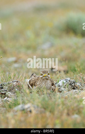 Stein-Brachvogel (Burhinus Oedicnemus) am Boden sitzend auf Nest, Bulgarien Stockfoto