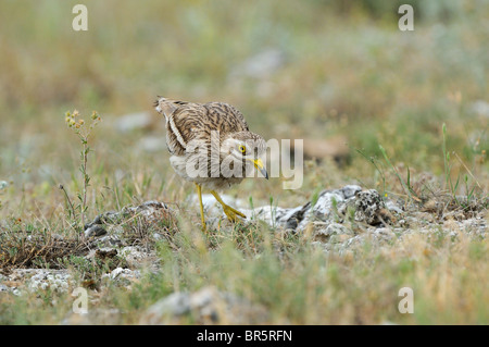 Stein-Brachvogel (Burhinus Oedicnemus) am Nest, drehen von Eiern mit Fuß, Bulgarien Stockfoto