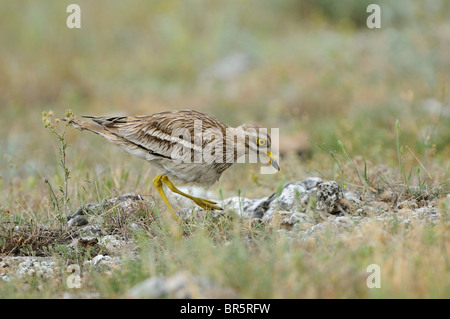 Stein-Brachvogel (Burhinus Oedicnemus) stehen über dem Nest, drehen von Eiern mit Fuß, Bulgarien Stockfoto