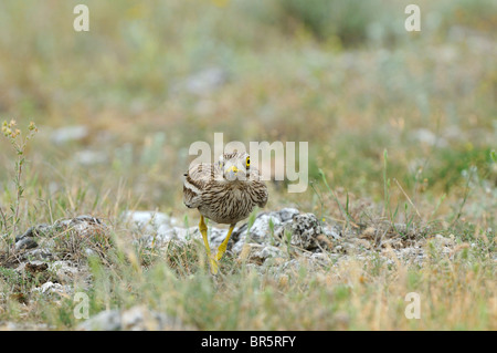 Stein-Brachvogel (Burhinus Oedicnemus) gehen auf unebenem Gelände, Bulgarien Stockfoto