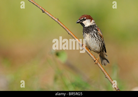 Spanische Sperling (Passer Hispaniolensis) thront auf Zweig, Bulgarien Stockfoto