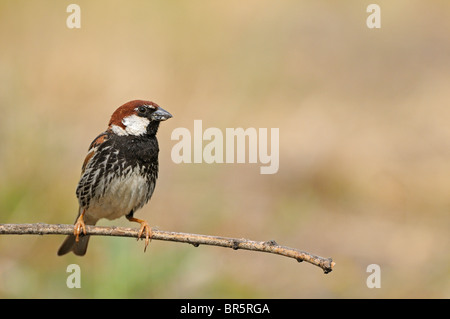 Spanische Sperling (Passer Hispaniolensis) thront auf Zweig, Bulgarien Stockfoto