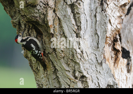 Syrische Specht (Dendrocopos Syriacus) männlich thront am Eingang zu verschachteln, Loch, Bulgarien Stockfoto