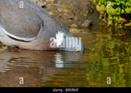 Woodpigeon (Columba Palumbus) trinken, Oxfordshire, Vereinigtes Königreich Stockfoto