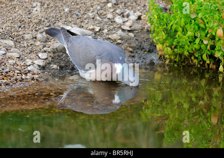 Woodpigeon (Columba Palumbus) trinken, Oxfordshire, Vereinigtes Königreich. Stockfoto