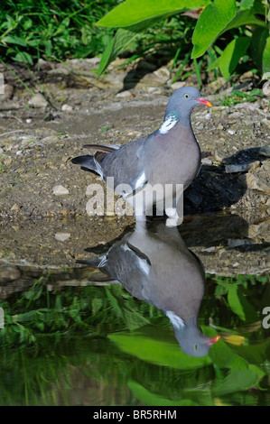 Woodpigeon (Columba Palumbus) stehen im Wasser, mit Reflexion, Oxfordshire, Vereinigtes Königreich. Stockfoto