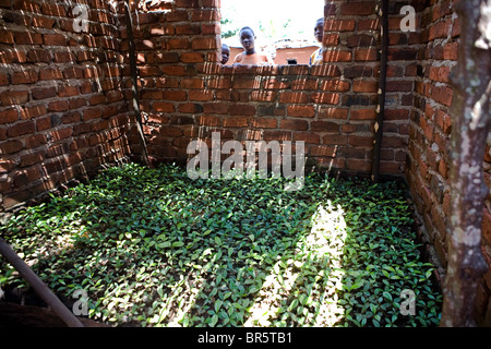 Junge Kaffeebohne Sämlinge wachsen in ein Landwirt Baumschule aus dem grellen Sonnenlicht beschattet. Uganda Stockfoto