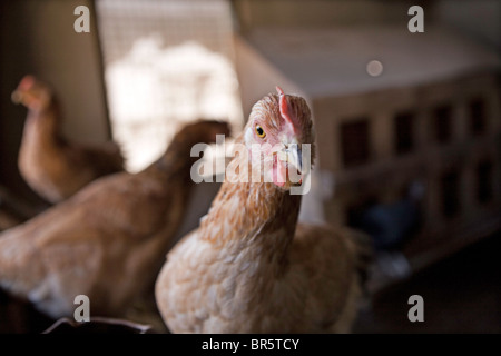 Ein Huhn im Inneren ein Huhn Schuppen auf einem Bauernhof in der Nakasongola Region von Uganda. Stockfoto