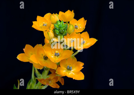 Ornithogalum Dubium auf schwarzem Hintergrund. Im Studio gedreht. Stockfoto