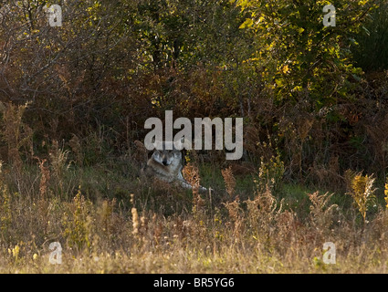 Wilder Wolf ruht in der umbrischen Landschaft Italien Stockfoto