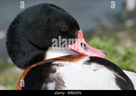 Nahaufnahme einer Shelduck-Präung, Gloucestershire, Großbritannien Stockfoto