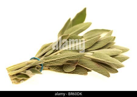 Frische, gesunde Bündel oder Zweig Salbei Kraut gegen einen weißen Hintergrund mit Freistellungspfaden und keine Leute Stockfoto