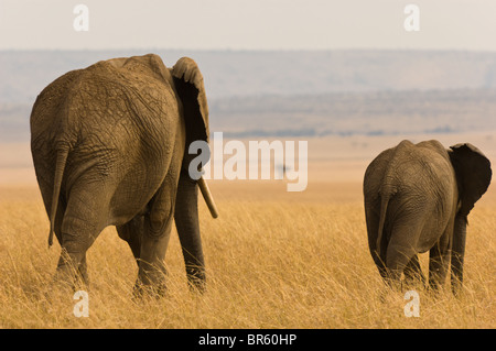 Elefanten-Mutter und Kalb zu Fuß entfernt von der Kamera in der Mara-Reservat in Kenia. Stockfoto