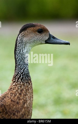 West Indian pfeifen Ente auch bekannt als Black-billed oder kubanischen Pfeifen Ente (dendrocygna arborea) Stockfoto