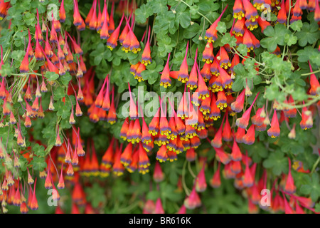 Bolivianischen oder chilenische Kapuzinerkresse, Tropaeolum Tricolor, Tropaeolaceae Stockfoto