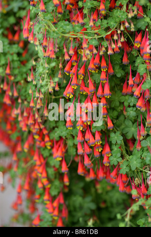 Bolivianischen oder chilenische Kapuzinerkresse, Tropaeolum Tricolor, Tropaeolaceae Stockfoto