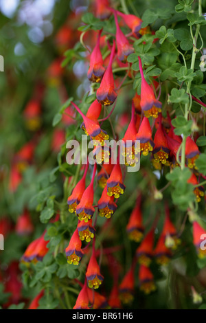 Bolivianischen oder chilenische Kapuzinerkresse, Tropaeolum Tricolor, Tropaeolaceae Stockfoto