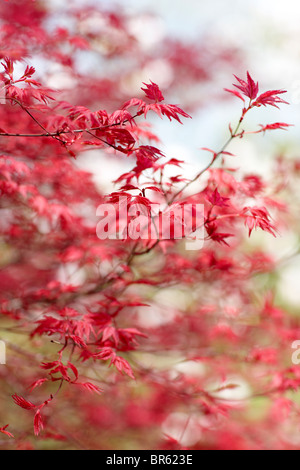 Acer palmatum Stockfoto