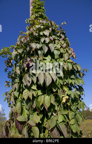 Wildem Wein wachsen auf Power Pole Parthenocissus Quinquefolia E USA Stockfoto