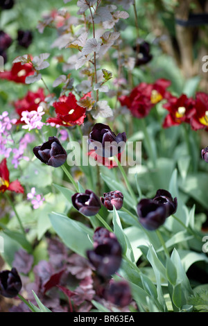 Frühling Blumen Grenze dunklen Tulpen rot Stockfoto