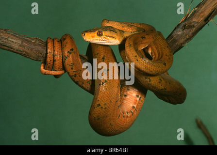 Amazon Tree Boa Corallus Enydris Hortulanus Südamerika Stockfoto