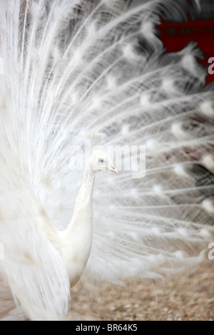 Weißer Pfau Stockfoto