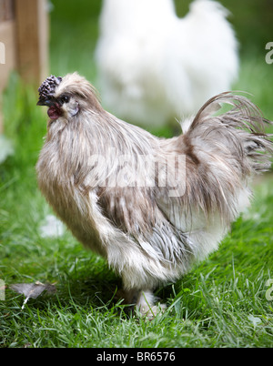 Blaue Silkie seidig Huhn Stockfoto