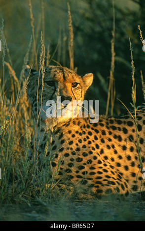 Gepard Acinonyx Jubatus ruht in Rasen in Südafrika Stockfoto