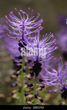 Lila Trauben Hyazinthe oder Quaste Hyazinthe, Leopoldia Comosa, Hyacinthaceae, mediterranen Europa. Stockfoto