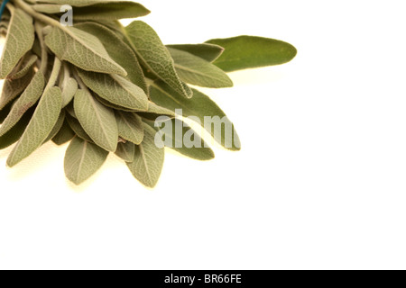 Frische, gesunde Bündel oder Zweig Salbei Kraut gegen einen weißen Hintergrund mit Freistellungspfaden und keine Leute Stockfoto