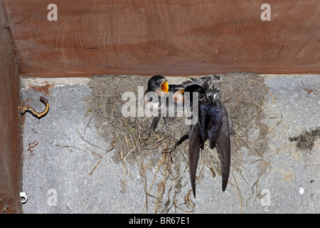 Erwachsene schlucken Hirundo Rustica füttern ihre Jungen am Nest Vereinigtes Königreich Stockfoto