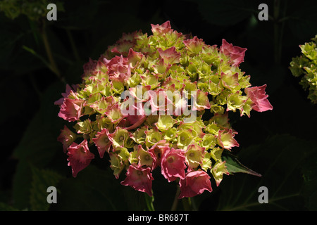 Rot Hydrangea Macrophylla Blume nur Vcoming in Blüte und Farbe zu gewinnen Stockfoto