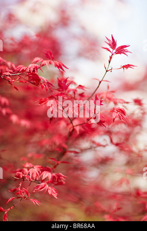 Acer palmatum Stockfoto