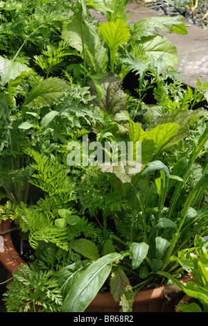 Salat-Blatt-Werken in holen und wieder Container im Sommer Stockfoto