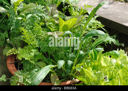 Salat-Blatt-Werken in holen und wieder Container im Sommer Stockfoto