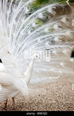 Weißer Pfau Stockfoto