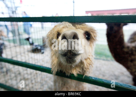 Nahaufnahme eines Alpakas auf einer Bezirksmesse, der durch einen Zaun blickt. Neugieriges Gesicht mit weichem Fell und großen Augen. Stockfoto