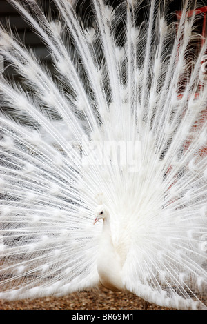 Weißer Pfau Stockfoto