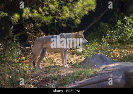 Mexikanische graue Wolf (Canis Lupus Baileyi) Stockfoto