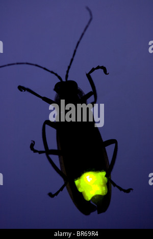 Glühwürmchen blinken bei Nacht - Glühwürmchen - Glow Worm Stockfoto