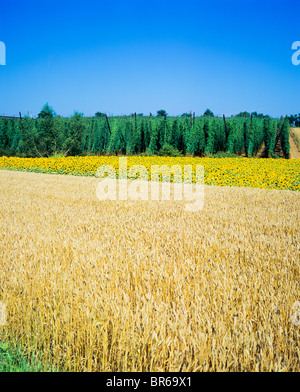 WEIZEN & SONNENBLUME & HOP FELDER-ELSAß-FRANKREICH Stockfoto