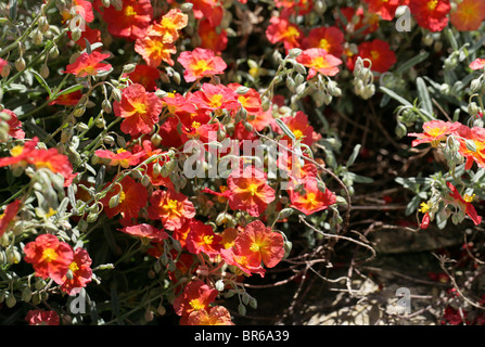 Red Rock Rose, Helianthemum "Fire Dragon", Cistaceae