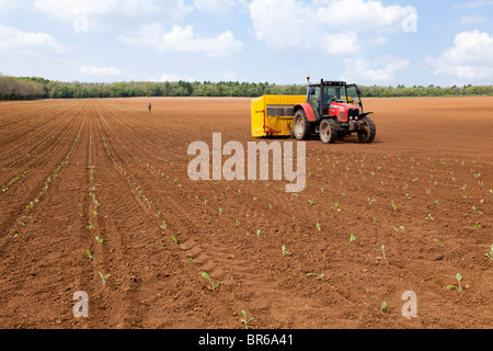 Anpflanzung von Brussel Sprossen auf der Cotswolds nahe dem Dorf Taddington, Gloucestershire Stockfoto